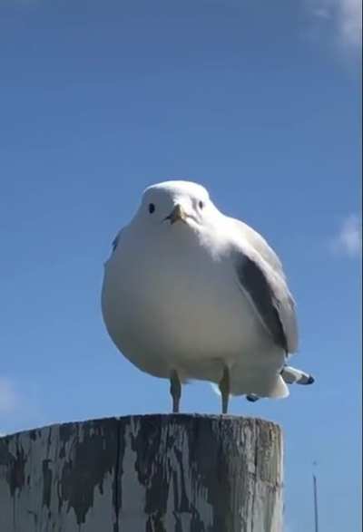 &aelig;. &aelig;. a. A&AElig;&Acirc;&AElig;&Auml;&AElig;AA!