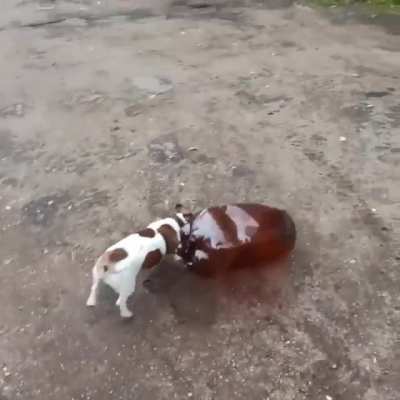 he ain't learned shit from last time 💀
