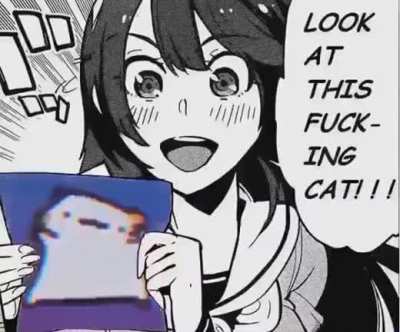 Look at this cat 🐱