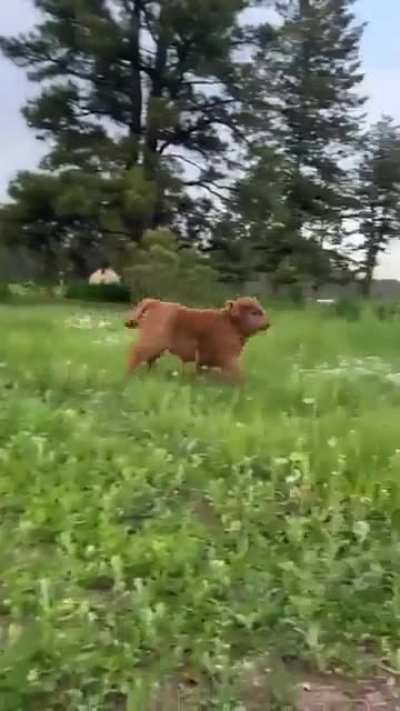 WiLd BULL trAmPles unsUspCting sPeCtAtOr