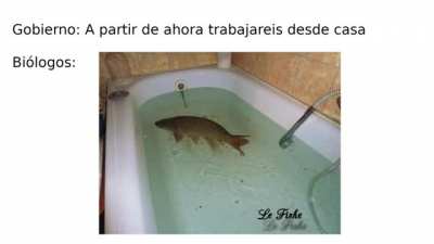 Le fishe