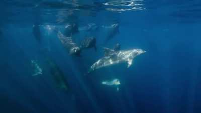The Interspecies Union of False Killer Whales and Bottlenose Dolphins.
