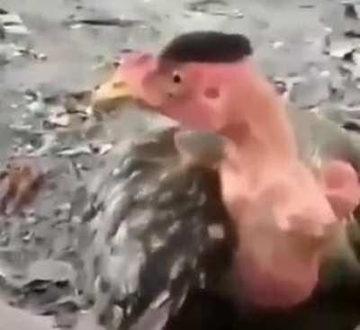 O Galo Fachero