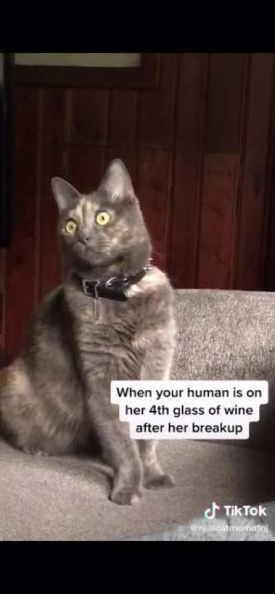 This poor cat