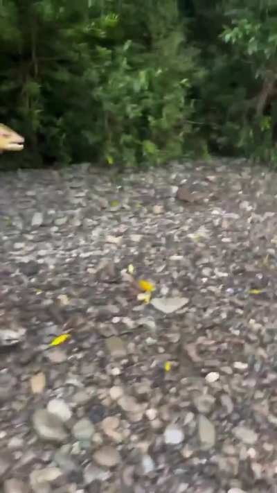 Save the fish