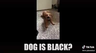 N word dog