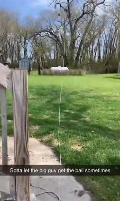 Give the older dog a chance at fetch.