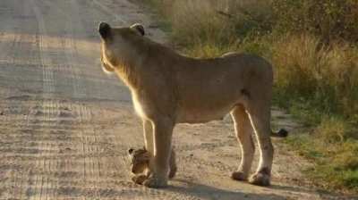 When they are first born, lion cubs are very small. They have their eyes closed and don&rsquo;t open them until they are two to three weeks old. They are almost helpless and rely entirely on their mother, beginning to crawl a day or two after birth and walking 