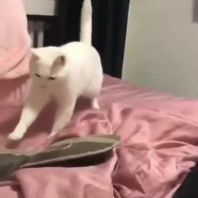 Bug Cat