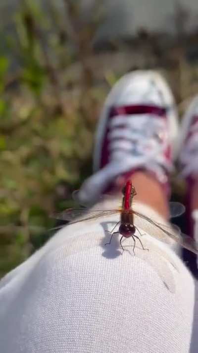 The last sweet breaths of the dragonfly season...freeze warning tonight. 🥲