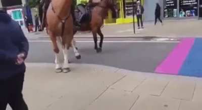 What breed of homophobic horses is this?