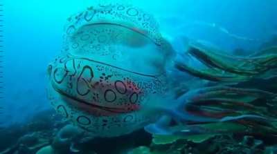 The only known shots of the extremely rare jellyfish Chirodectes maculatus