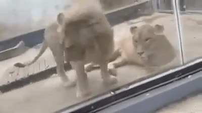 You ain&rsquo;t lion down next to me
