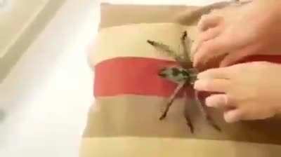 Blursed spider dog