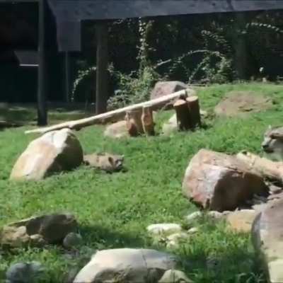 to attack mom