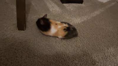 Hi. 4 months old Female. I don’t know what pregnant hamster looks like but she seems a bit chunky around her belly and a bit lazy too. Sleep a lot and not running much on the wheel. Any advice please?