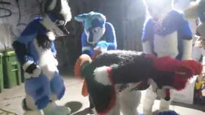 furry_irl