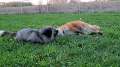 So That's What the Fox Says