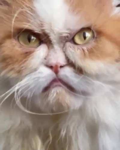 &ograve;&oacute;