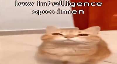 Gwuingle