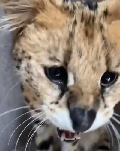 angery sogga