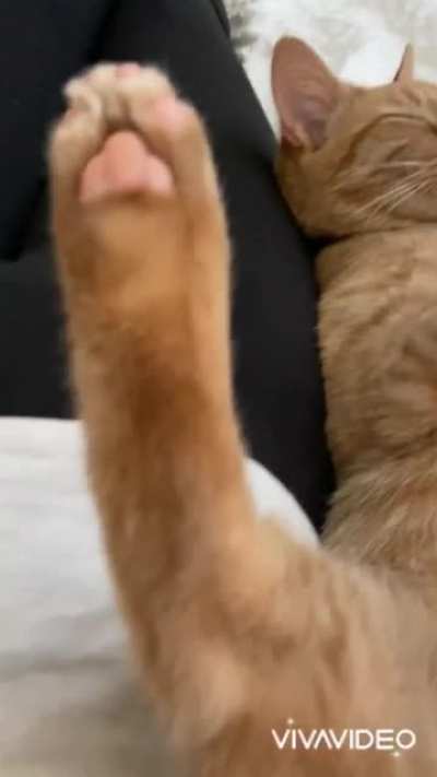 Beans! I&rsquo;m obsessed with the crimpy fur on the back of his legs.