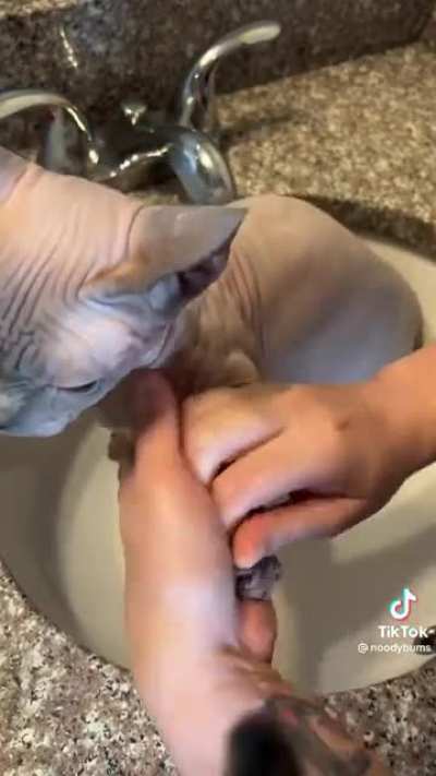 That cat is royalty
