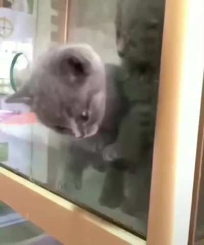 Someone once told me that if a cat&rsquo;s head can fit throu...
