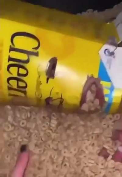 cereal