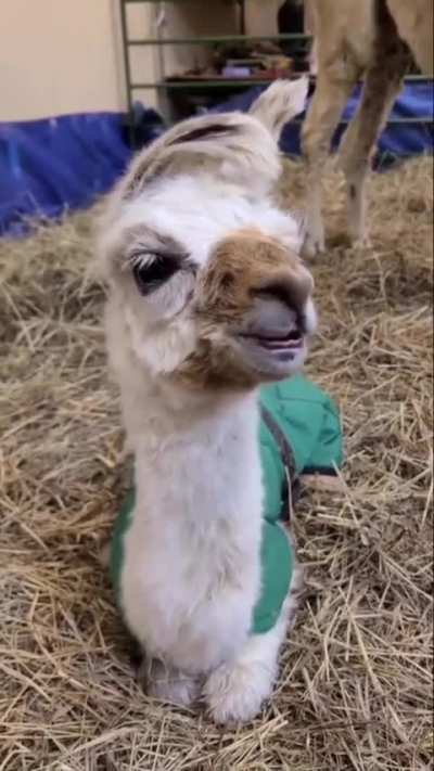 So cute