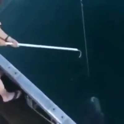 fish go boom