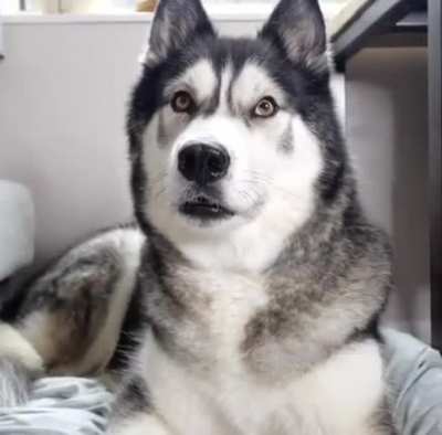 No fooling the doggo