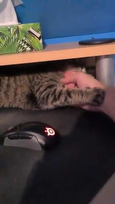 Playing with cat