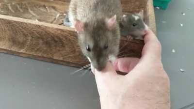 Rats groom their friends and family members. Minnie showed her babies they should be my friend, too!