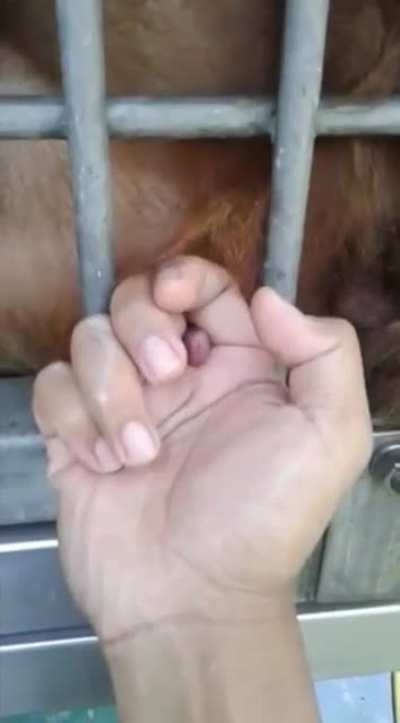 Ce se &icirc;nt&acirc;mplă c&acirc;nd vrei să te porți frumos cu un rroditor