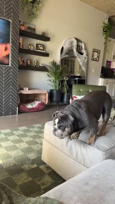 Big Personality!