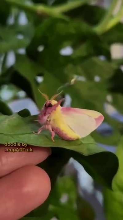 Master Moth Chuck