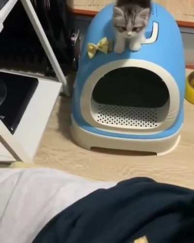 kitten with a plan