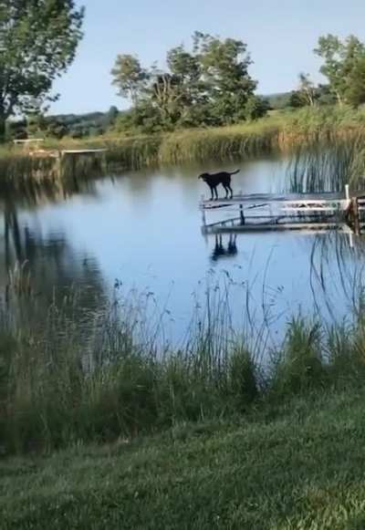 Dog refuses to leave the pond