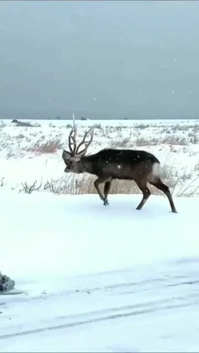 One of the more fierce results of a buck battle you're likely to see
