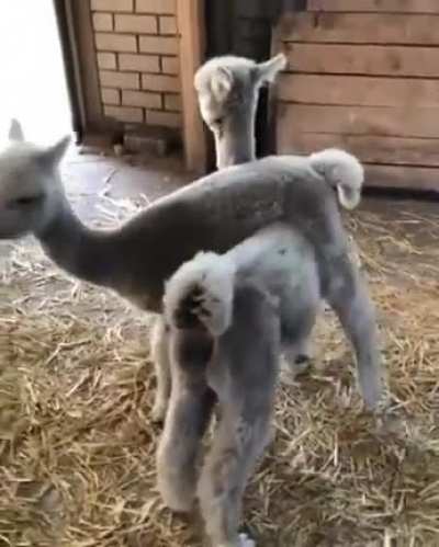 Alpaca babies doing whatever they do.