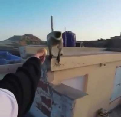 To feed the monkey