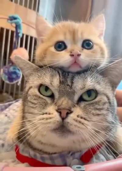 Angry Vs innocent