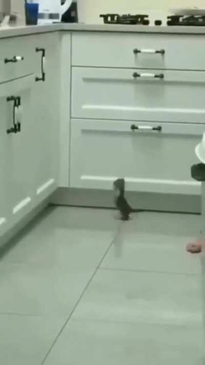 Hop