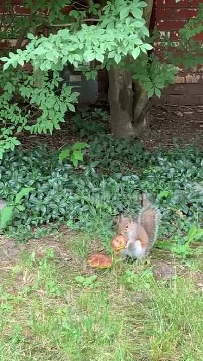 That&rsquo;s awesome 🍄 🐿