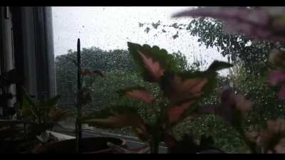 Happy saturday from me, my houseplants and the raindrops pounding on my window :)