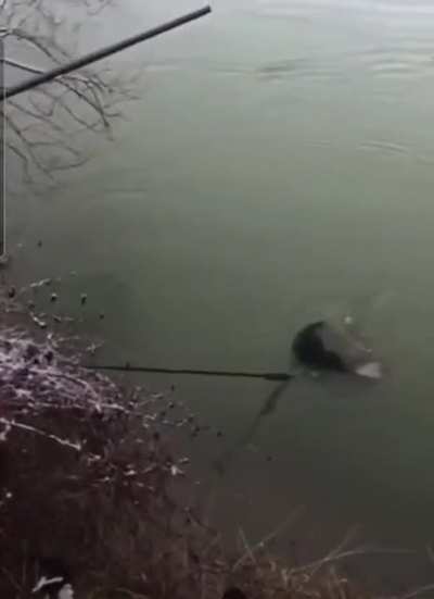 He&rsquo;s swimming with the fishes
