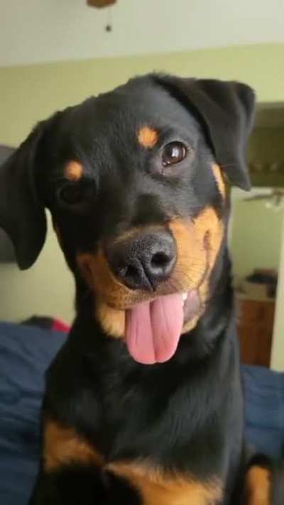 Take a break from scrolling and pat me 🙂