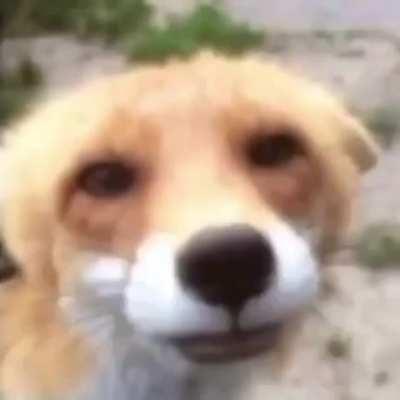 hungry fox