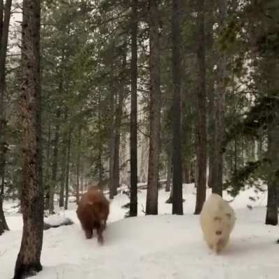 Running Through the Snow